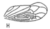 Forewing: !! display not done !! on Eusceloidia nitida Osborn, 1923: forewing. (Observation).