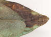 CollectionObject 1561216; NHMUK(SF IMPORT DUPLICATE) 845232, 908f71f4-d99b-40c0-a088-ef111909a049: copyright Natural History Museum, London. female: end of abdomen, dorsal view (holotype). (CollectionObject).