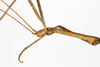 CollectionObject 1561480; 75e3de03-9f05-4be1-b4c7-e8a173e8faf7: copyright MHNG Geneva. male: head & thorax, lateral view (syntype). (CollectionObject).