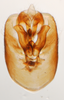 Pygofer, ventral view: !! display not done !! on Syndelphax alexanderi (Metcalf, 1923): (Observation).