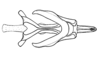 Zygoclistron superbum Rehn, 1907: Fig. 77. cingulum and endophallus, dorsal view. (Otu).