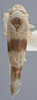 Habitus, dorsal view on Empoa (Empoa) latifasciata Christian, 1953: Dorsal. Female. (Observation).