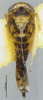 Habitus, dorsal view: (Observation).