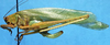 Ceraia hemidactyloides hemidactyloides Emsley & Nickle, 1969: female, lateral view (allotype). (Otu).