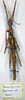 Spinoparapachymorpha spinosa (Brunner von Wattenwyl, 1893): copyright MSNG. female (holotype). (Otu).