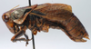 CollectionObject 1517127; a5da2419-1399-417b-a1d3-278aa3236811: male, lateral view (holotype). (CollectionObject).