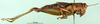 CollectionObject 1501530; 1ec8dd7e-fdd2-47eb-adae-0bbd2907ab65, DORSA BA000167S01: male, lateral view (holotype). (CollectionObject).