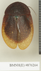 CollectionObject 1573148; 0c83d908-aea9-4c8d-a3ef-114ca0ab0d62: Copyright Natural History Museum, London. Non-type (adult female) in BM(NH). Dorsal view. (CollectionObject).