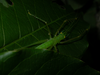 Hamayulus rufomaculatus Fialho, Chamorro-Rengifo & Lopes-Andrade, 2014: adult female. Parque Nacional do Descobrimento, Prado, Brazil. (Otu).
