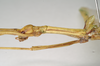 CollectionObject 1562019; NHMUK(SF IMPORT DUPLICATE) 844844, 48b06cf1-4d91-494c-a64e-c91800130356: copyright Natural History Museum, London. female: head and thorax, lateral view of synonym Sipyloidea peelensis (paratype). (CollectionObject).