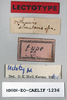 CollectionObject 1540622; d2cb966d-ac34-4cf7-af87-0b1e13a3f787: male, labels (lectotype). (CollectionObject).