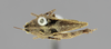 CollectionObject 1534270; c2880c53-47b0-41da-86cd-f96270103762: female, dorsal view (syntype). (CollectionObject).