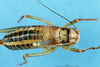 CollectionObject 1507223; d3e54bcd-d960-4472-931c-4c7c19d59d5f: female, dorsal view. (CollectionObject).