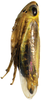 Habitus, lateral view: (Observation).