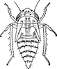 Nymph: !! display not done !! on Exitianus obscurinervis (Stål, 1859): (Observation).