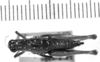 CollectionObject 1566096; e9faf847-e993-407f-bf16-e25e096ba1ea: female dorsal view (allotype). (CollectionObject).