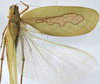 CollectionObject 1539796; a7971dad-8a5c-4b3c-9b49-d72f4f82ee32: male dorsal (holotype). (CollectionObject).