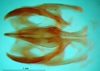 CollectionObject 1575846; b93abbe0-f4b8-417e-bd86-cc53e66534c2: phallic complex, ventral view (paratype). (CollectionObject).
