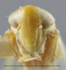 Head: !! display not done !! on Empoasca (Empoasca) kraemeri Ross & Moore, 1957: Head/Face. Female. (Observation).