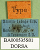 CollectionObject 1501243; 568090d6-6bff-461b-ae71-5087e7e60409, DORSA BA000535S01: labels (holotype of Anthermus uamicus). (CollectionObject).