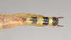 CollectionObject 1562259; 254d0a21-a3c9-48b5-b63c-04fff24f039f: copyright Natural History Museum, London. female: end of abdomen, dorsal view of Phasma tithonus (synytpe). (CollectionObject).