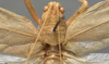 CollectionObject 1505769; 27b8f3fd-cdf3-4c4c-a1d1-555e9366d329: male pronotum, dorsal view (syntype). (CollectionObject).