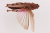 CollectionObject 1518653; 1a6e5a5b-9cdf-4106-aed6-26e476d35b90, NHMUK013806086: female, dorsal view (holotype). (CollectionObject).