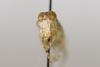 CollectionObject 1593062; 132b6611-9148-4264-9414-10c8d3d66997: male, frontal view (paratype). (CollectionObject).