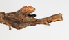 CollectionObject 1561879; 05e770bd-4413-43be-a4bf-4e5a48ea5640: copyright MHNG Geneva. female: end of abdomen, lateral view (holotype). (CollectionObject).