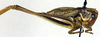 CollectionObject 1500485; ef8bd2a7-576a-4817-b6c0-1b2feff36ee8, DORSA BTmodebnS01: male, lateral view (holotype of Metrioptera dofleini). (CollectionObject).