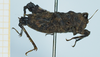CollectionObject 1583756; 403716bd-b6f9-4158-9cc4-faf524893993: female, lateral view. (CollectionObject).