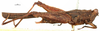 CollectionObject 1577268; OUM 725 1/3, 8f5d6ad1-4778-437e-a4ff-9bc911d7adaa: female, lateral view (paralectotype). (CollectionObject).