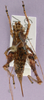 CollectionObject 1575952; a083ef99-215f-4cc8-83a4-9ef23145b07e, cbt039s02: female, dorsal view (paratype). (CollectionObject).