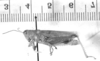 CollectionObject 1567239; c96b135c-a96a-4f0a-b18e-9f9774414b0b: male, lateral view (syntype of Atrachelacris gramineus). (CollectionObject).