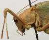 CollectionObject 1535156; 1f263a18-2ff4-49c8-bc9a-648efa7cbb01: male pronotum, lateral view (lectotype). (CollectionObject).