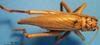 CollectionObject 1578129; 49c85f8f-ae43-4663-8eba-20f12efd4b63: male, dorsal view. (CollectionObject).