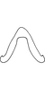 Connective on Anufrievia qinlingensis Yang & Zhang, 2018: Connective. (Observation).