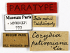 CollectionObject 1587499; MNHN(SF IMPORT DUPLICATE) MNHN-EP-EP777, 57adeb05-ed17-4618-be6a-c561aee8312d: CC BY-NC-ND 4.0/MNHN - Depraetere Marion - 2014. Paratype, female, of defranceschii Grandcolas, 1993. Specimen number: MNHN-EP-EP777. http://coldb.mnhn.fr/catalognumber/mnhn/ep/ep777. (CollectionObject).
