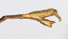 CollectionObject 1561480; 75e3de03-9f05-4be1-b4c7-e8a173e8faf7: copyright MHNG Geneva. male: end of abdomen, dorsal view (syntype). (CollectionObject).