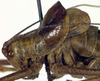 CollectionObject 1500669; 3ec4d809-7280-451a-8a37-0659dbb3d1d6: male pronotum, lateral view (holotype of Poecilimon paramonovi). (CollectionObject).
