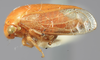 Habitus, lateral view: !! display not done !! on Acutalis inornata Ball, 1905: (Observation).