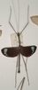 CollectionObject 1561391; c2b545e0-f65b-445d-8c94-ccf5d98b8b33: copyright OUMNH. male of Necroscia zeuxis (syntype). (CollectionObject).;CollectionObject 1561392; 42fc9fba-64dd-45a8-9c4b-d3f6ad783312: copyright OUMNH. male of Necroscia zeuxis (syntype). (CollectionObject).
