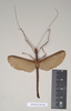 CollectionObject 1590160; f26e54d3-06f5-4eac-91a1-e629f092c270: copyright Natural History Museum, London. male of synonym Ignacia appendiculata (syntype). (CollectionObject).