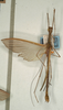 CollectionObject 1561865; NMW 1019, 749dd685-f1dc-4af2-a619-60312ffabf7d: copyright NMW, Vienna. male of synonym Necroscia siremps (lectotype). (CollectionObject).