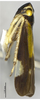 Habitus, lateral view on Bundera bambusana Yang, Chen & Li, 2013: (Observation).
