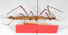 CollectionObject 1560246; 17d28cdf-da6d-4a1a-b362-f7efbd95e9b7: copyright ZMB, Berlin. female, ventral view (holotype). (CollectionObject).
