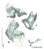 CollectionObject 1567088; f9920a55-8740-4a05-93e8-1544acfec038: Original drawing by Heidi Hopkins © Heidi Hopkins. Holotype, adult male, genitalia, ventral view. (CollectionObject).