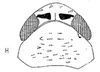 Head: !! display not done !! on Neophlepsius Linnavuori, 1955: head, dorsally. (Observation).