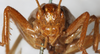 CollectionObject 1531188; 50b062db-a865-4c00-ae02-37d0a1f89f8b: female, frontal view (holotype of Gryllacris haitensis). (CollectionObject).