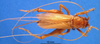 CollectionObject 1505251; b21d9754-0e2d-4f72-ad49-f7756d8c5db4: female, dorsal view (holotype). (CollectionObject).